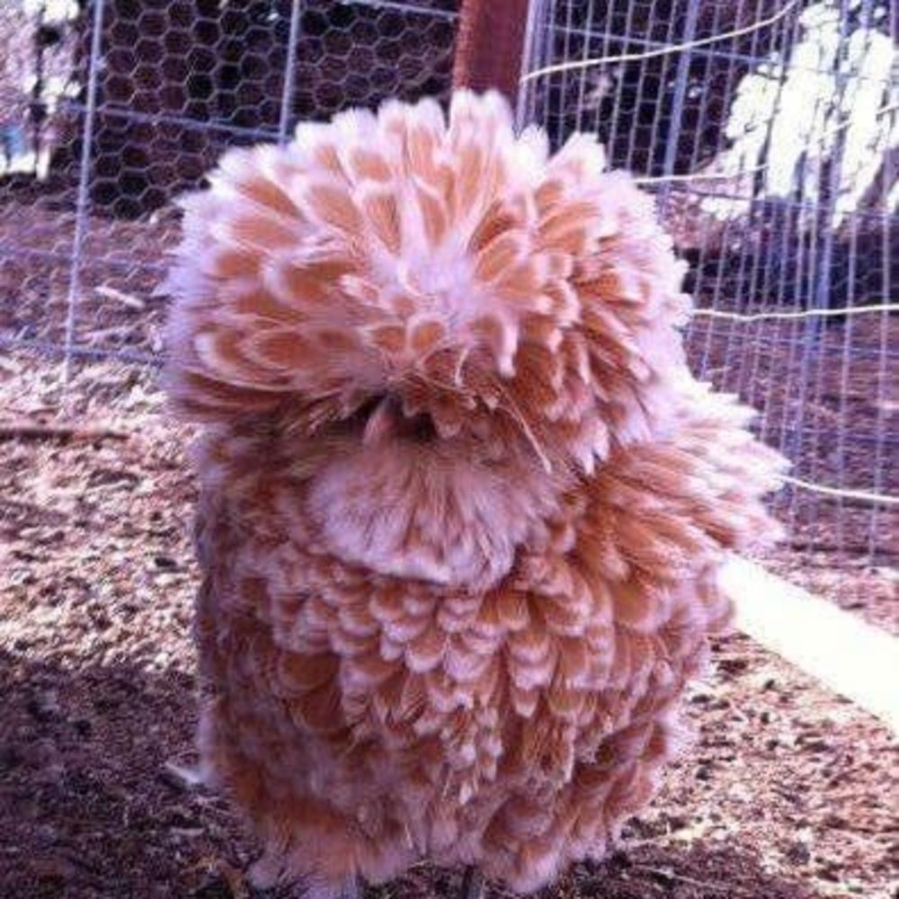 Meet your Posher, Brenda